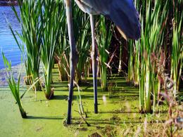 Life In The Wetlands